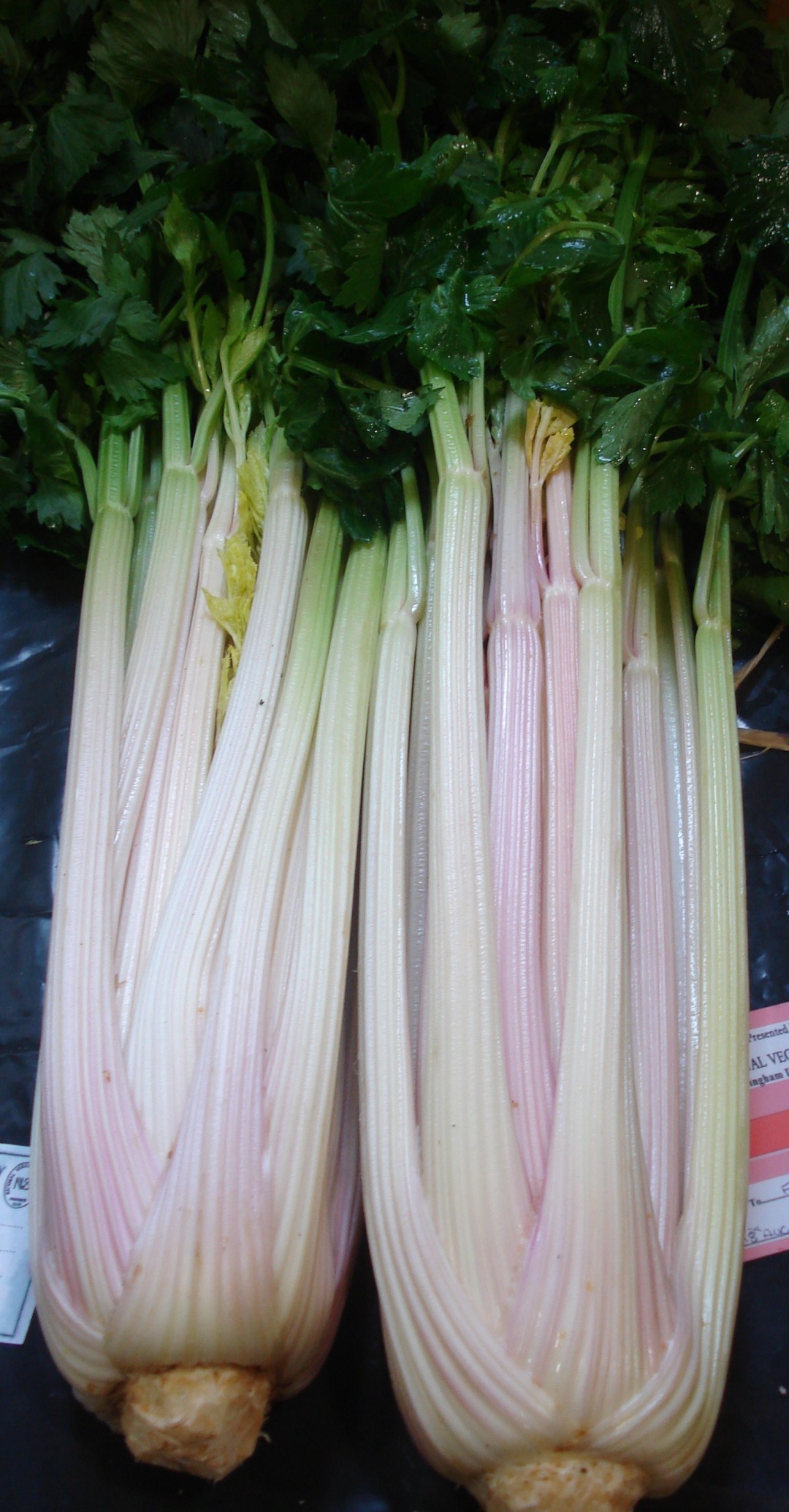 Celery Ideal IDEAL (500 seeds) Select Seeds