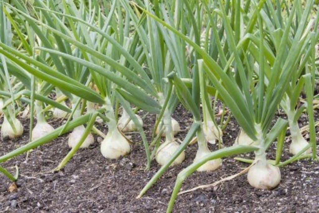 Onion - Globo F1 GLOBO F1 (200 seeds) Select Seeds