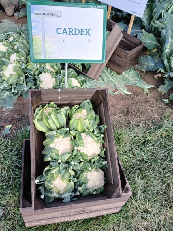 CARDEX F1 - New for 2026 (50 seeds)